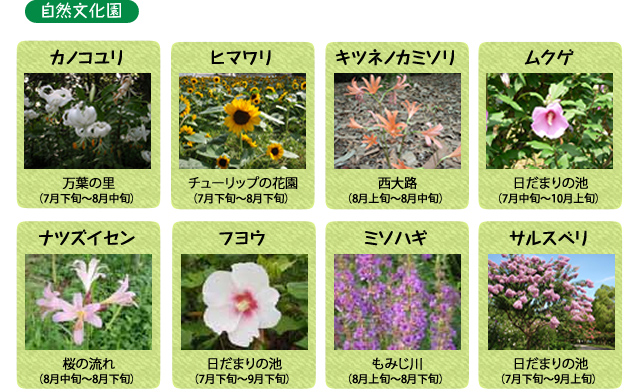 万博記念公園　自然文化園　8月の見ごろの花