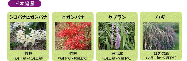 万博記念公園　日本庭園　9月の見ごろの花