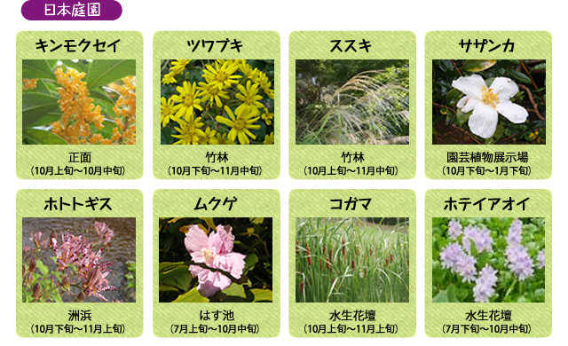 万博記念公園　日本庭園　10月の見ごろの花