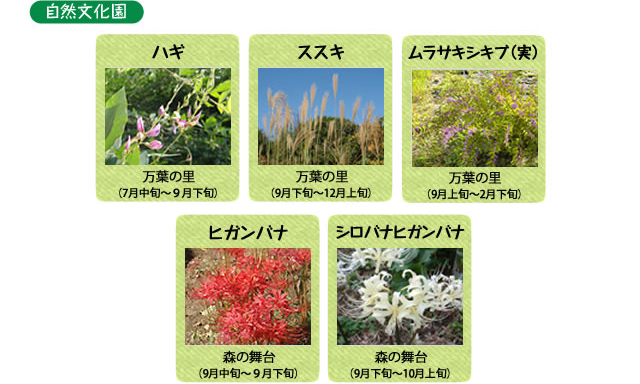 万博記念公園　自然文化園　9月の見ごろの花