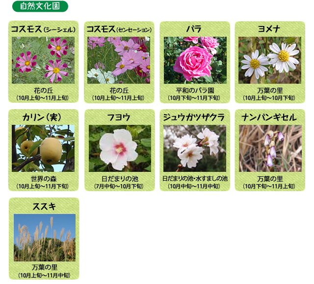 万博記念公園　自然文化園　10月の見ごろの花