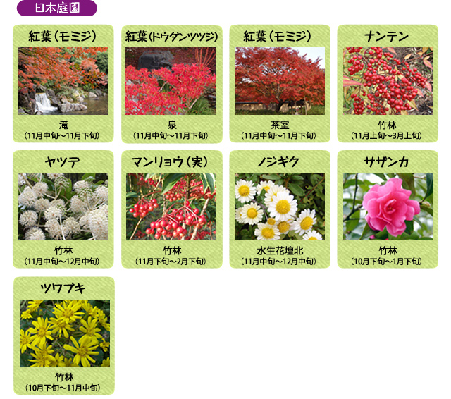 万博記念公園　日本庭園　11月の見ごろの花