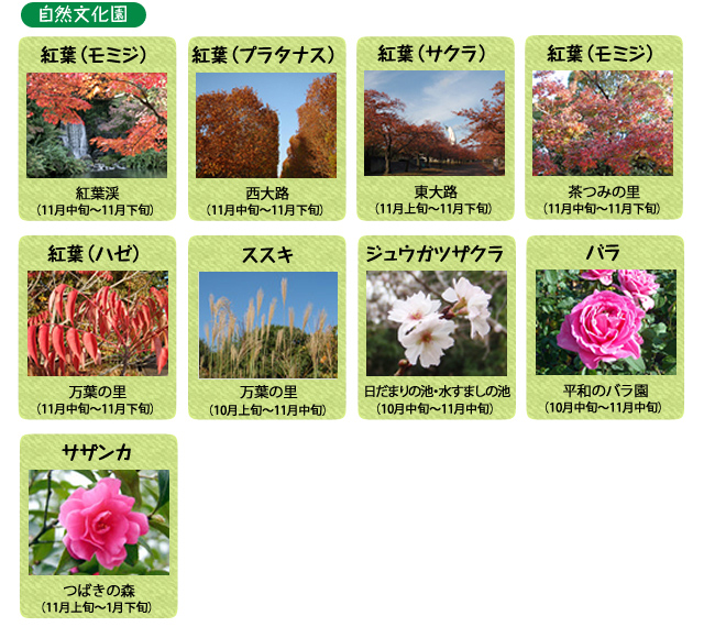 万博記念公園　自然文化園　11月の見ごろの花