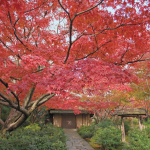 万博記念公園 紅葉まつり