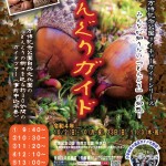 donguri