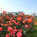 rosefesta_top