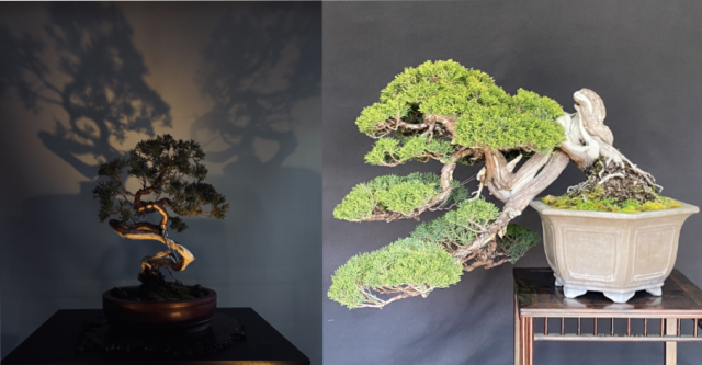 盆栽展