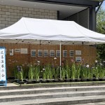 花菖蒲展示会
