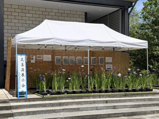 花菖蒲展示会