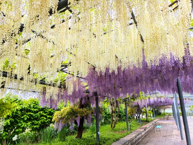 fuji_260427_02