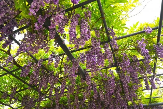 fuji_260429_04