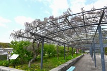 fuji_baraen_250414_02