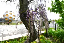 fuji_baraen_250414_03