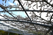 fuji_baraen_250414_04