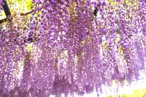 fuji_baraen_250501_02