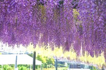 fuji_baraen_250501_03