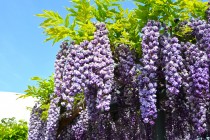 fuji_baraen_250501_04