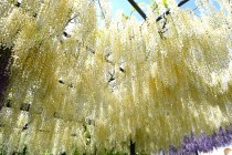 fuji_baraen_250501_05