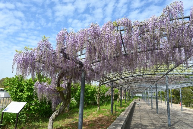 fuji_baraen_260414_01