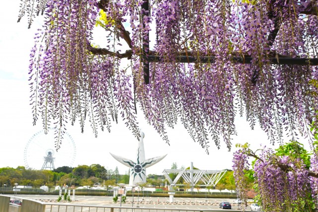 fuji_baraen_260414_02