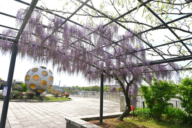 fuji_baraen_260414_03