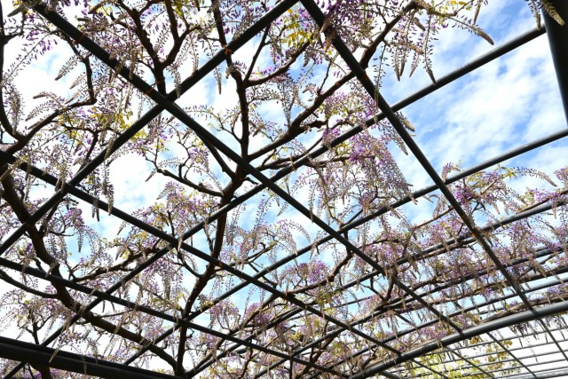 fuji_baraen_260414_04