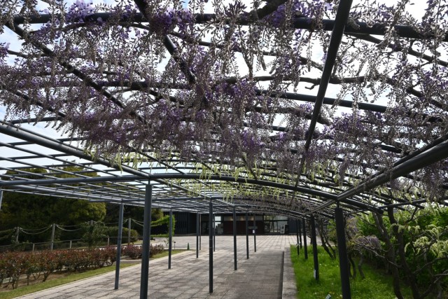 fuji_baraen_260414_05