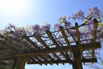 fuji_hasuike_250421_02