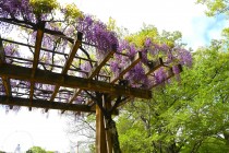 fuji_hasuike_250424_02