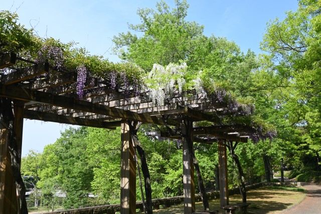 fuji_hasuike_250501_01