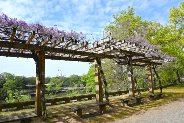 fuji_hasuike_260414_01