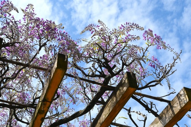 fuji_hasuike_260414_02