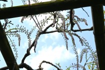 fuji_nihonteien_250414_02