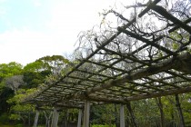 fuji_nihonteien_250417_02