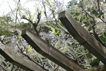 fuji_nihonteien_250417_03