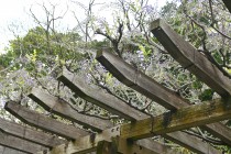 fuji_nihonteien_250417_04