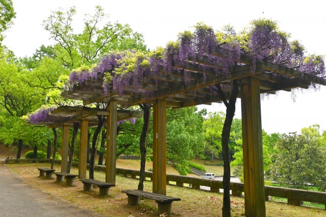 fuji_nihonteien_hasuike_260422_01