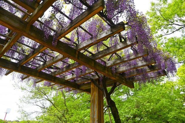 fuji_nihonteien_hasuike_260422_02