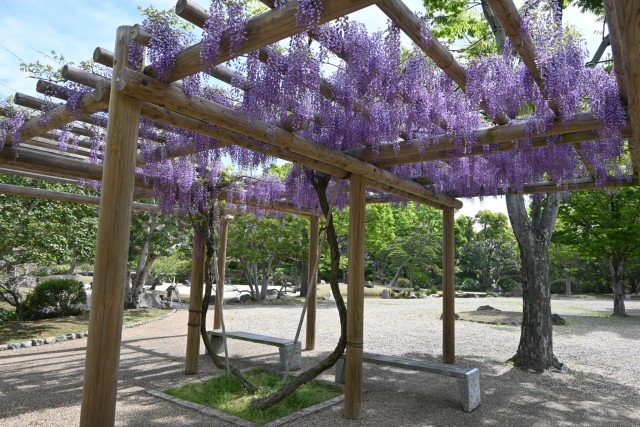 fuji_nihonteien_suhama_260422_01