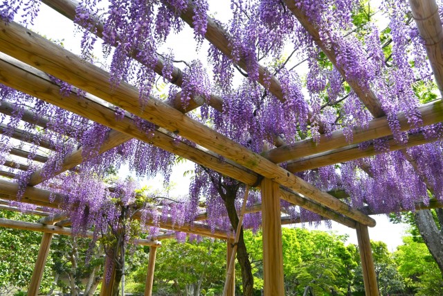 fuji_nihonteien_suhama_260422_02