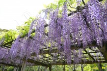 fuji_shinjiike_250424_02