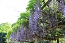 fuji_shinjiike_250501_02