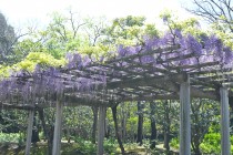 fuji_shinjike_250421_02