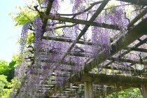 fuji_shinjike_250421_03