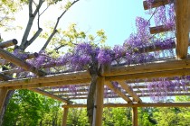 fuji_suhama_250421_02