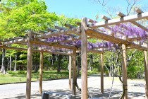 fuji_suhama_250421_03