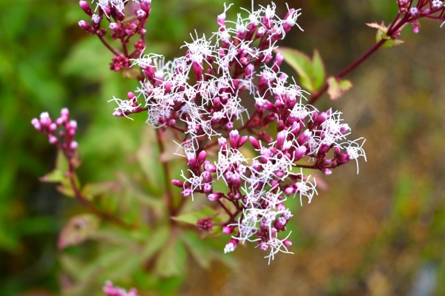 fujibakama_251029_01