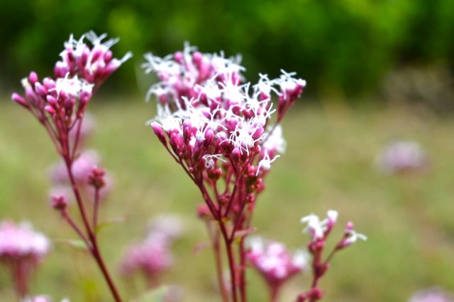 fujibakama_251029_02