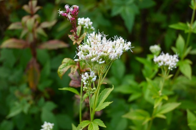 fujibakama_251029_04