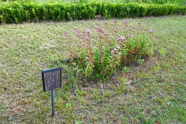 fujibakama_251029_05